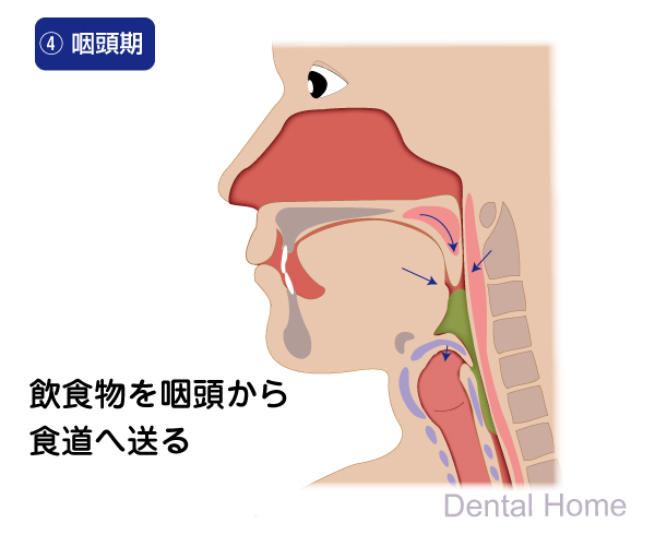 咽頭期