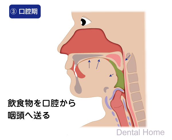 口腔期