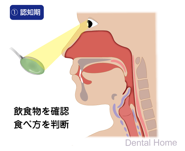 認知期