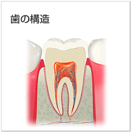 歯の構造