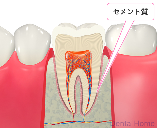 セメント質