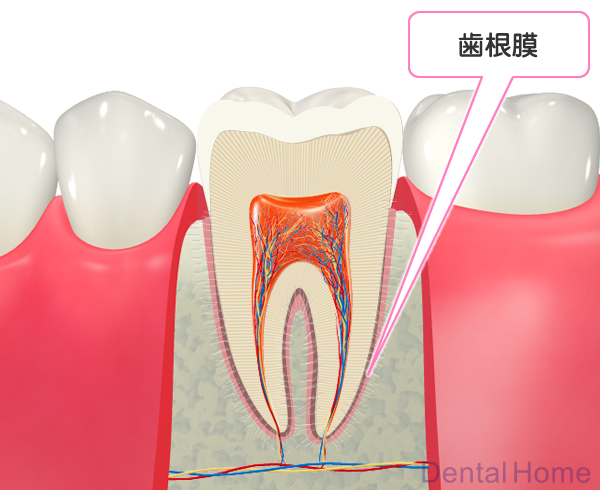 歯根膜