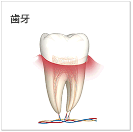 歯牙