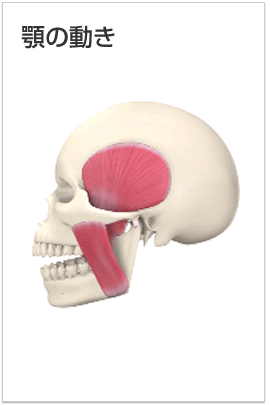 顎の動き